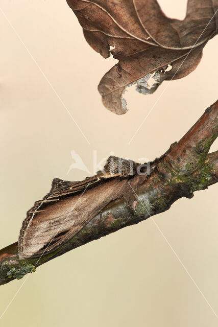 Brandvlerkvlinder (Pheosia tremula)