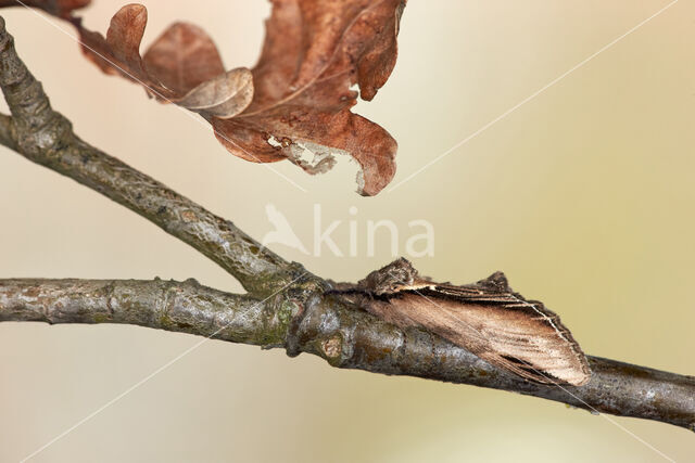 Swallow Prominent (Pheosia tremula)