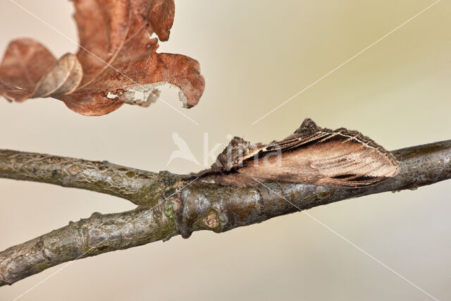 Brandvlerkvlinder (Pheosia tremula)