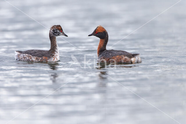 Kuifduiker (Podiceps auritus)