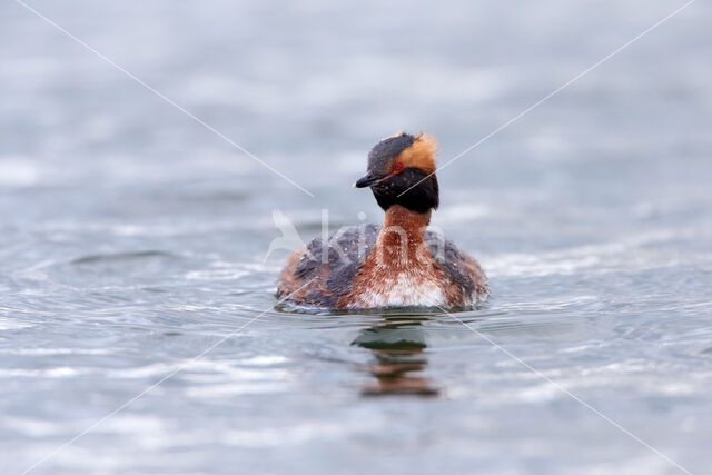 Kuifduiker (Podiceps auritus)