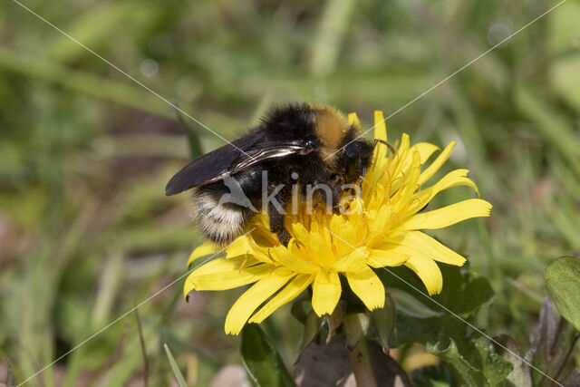 Vierkleurige koekoekshommel (Bombus sylvestris)