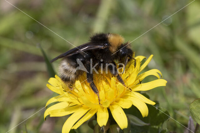 Vierkleurige koekoekshommel (Bombus sylvestris)