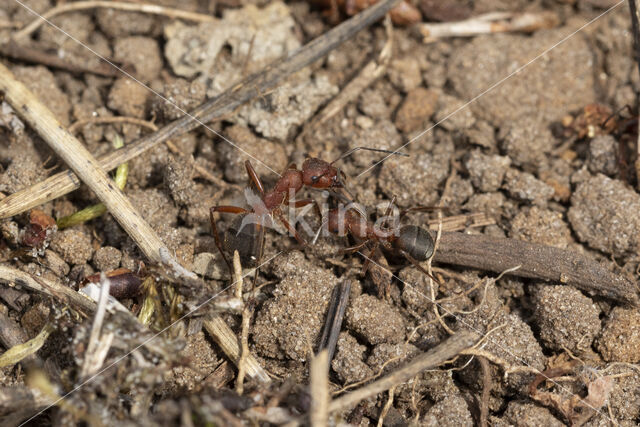 Stronkmier (Formica truncorum)