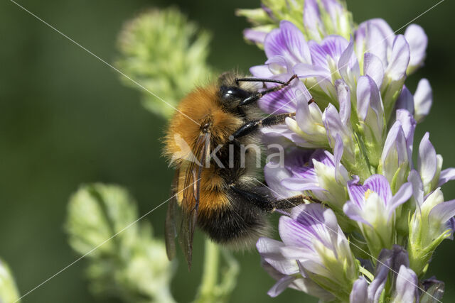 Boomhommel (Bombus hypnorum)