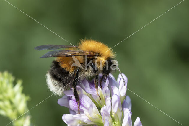 Boomhommel (Bombus hypnorum)