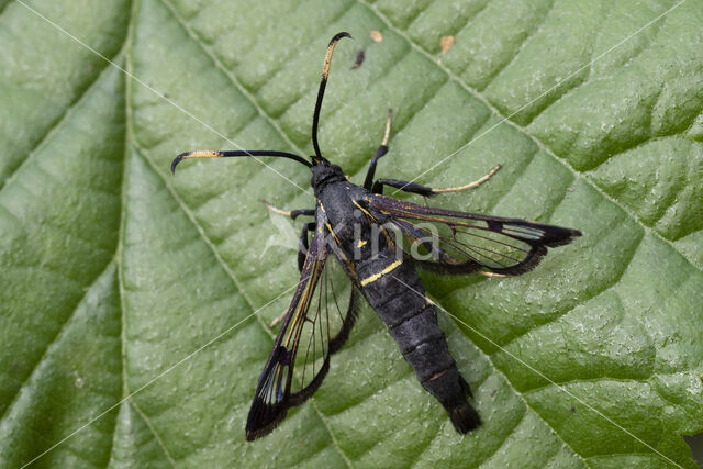 Elzenwespvlinder (Synanthedon spheciformis)