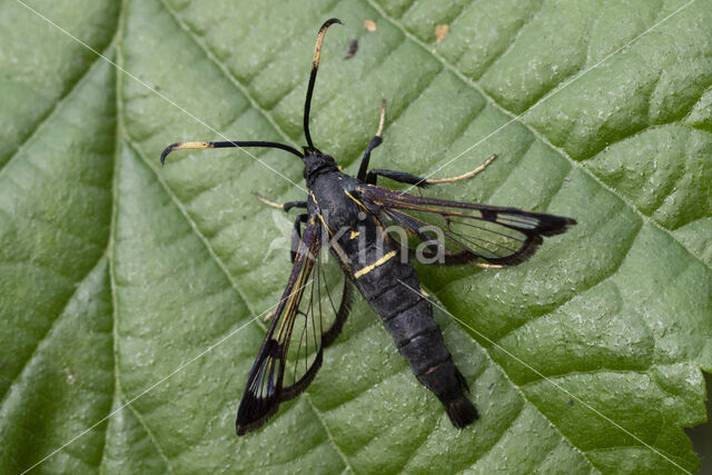 Elzenwespvlinder (Synanthedon spheciformis)