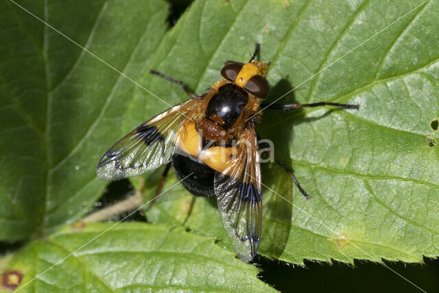 Volucella inflata