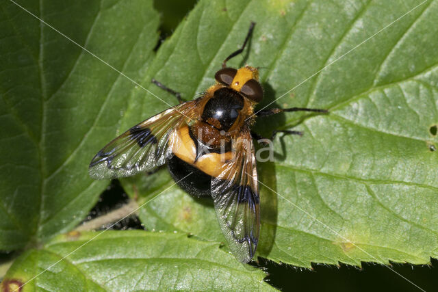 Volucella inflata