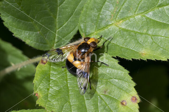 Volucella inflata