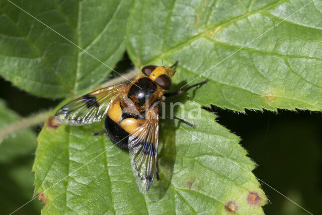 Gele Reus (Volucella inflata)