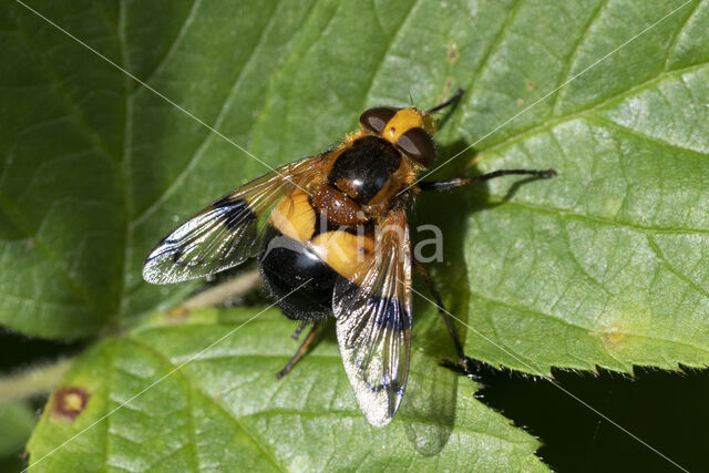 Volucella inflata