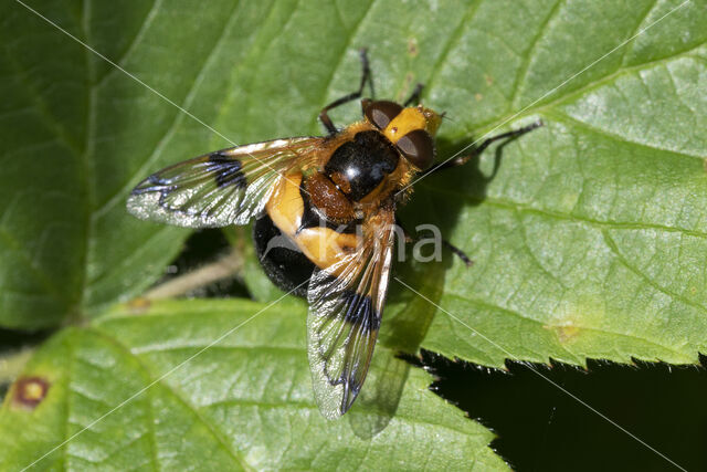 Gele Reus (Volucella inflata)