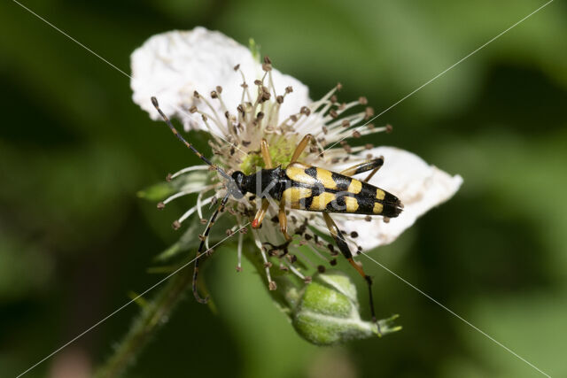 Spotted Longhorn (Rutpela maculata)