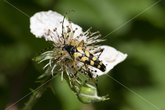 Geringelde smalboktor (Rutpela maculata)