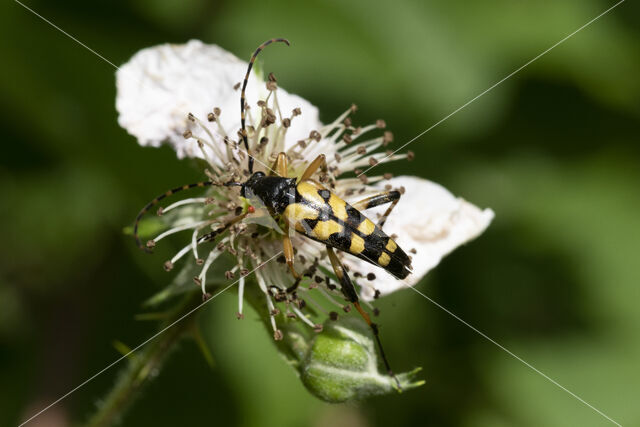 Spotted Longhorn (Rutpela maculata)