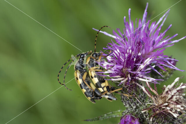 Geringelde smalboktor (Rutpela maculata)