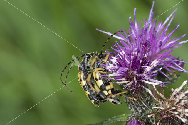 Geringelde smalboktor (Rutpela maculata)