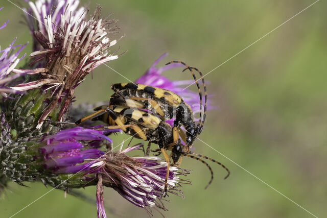 Geringelde smalboktor (Rutpela maculata)