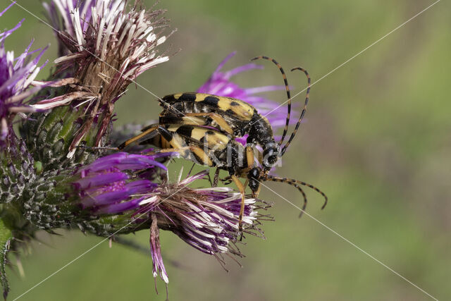 Geringelde smalboktor (Rutpela maculata)