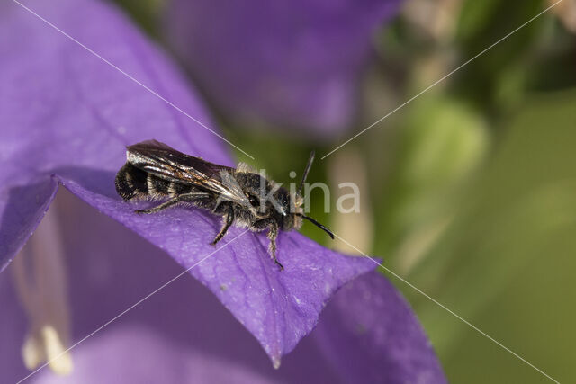 Grote klokjesbij (Chelostoma rapunculi)