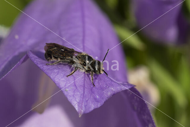 Chelostoma rapunculi