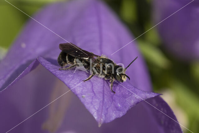 Chelostoma rapunculi