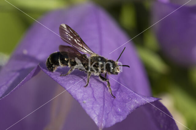 Grote klokjesbij (Chelostoma rapunculi)