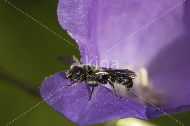 Grote klokjesbij (Chelostoma rapunculi)
