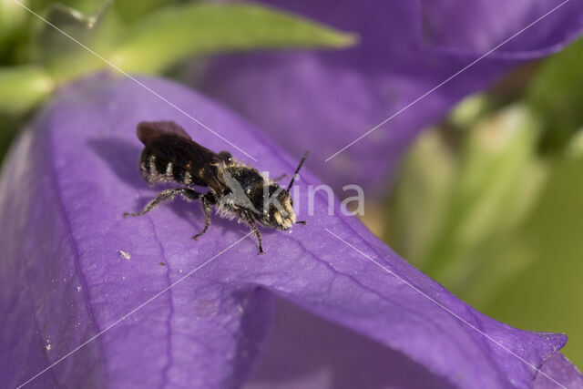 Chelostoma rapunculi