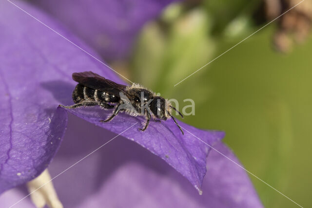 Grote klokjesbij (Chelostoma rapunculi)