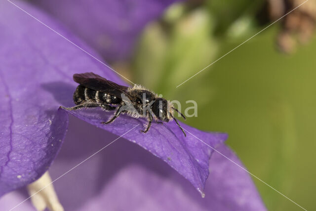 Chelostoma rapunculi