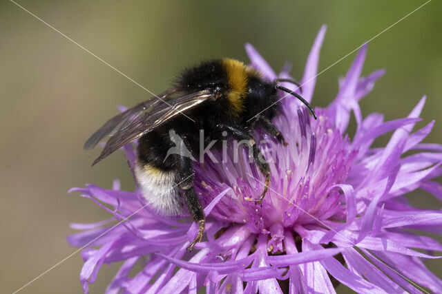 Grote koekoekshommel (Bombus vestalis)