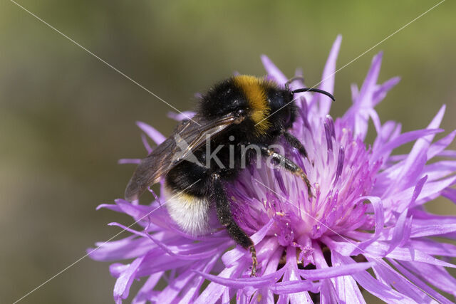 Vestal cuckoo bee (Bombus vestalis)