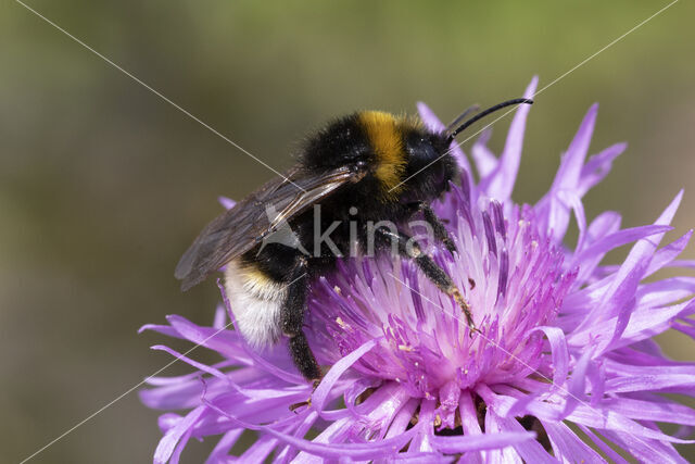 Vestal cuckoo bee (Bombus vestalis)