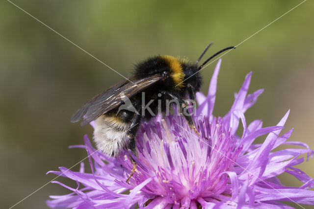 Grote koekoekshommel (Bombus vestalis)