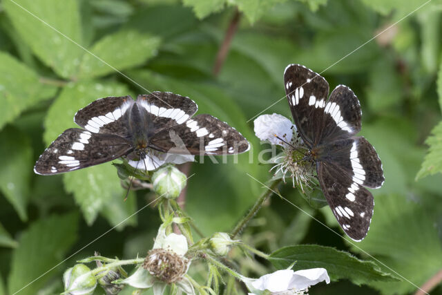 Kleine IJsvogelvlinder (Limenitis camilla)