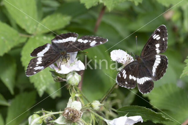 Kleine IJsvogelvlinder (Limenitis camilla)