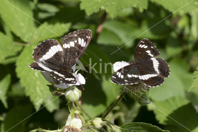 Kleine IJsvogelvlinder (Limenitis camilla)