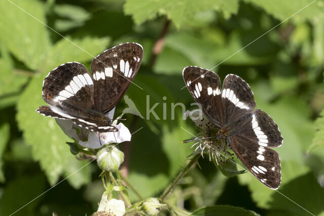 Kleine IJsvogelvlinder (Limenitis camilla)