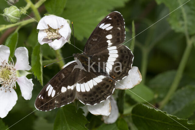 Kleine IJsvogelvlinder (Limenitis camilla)