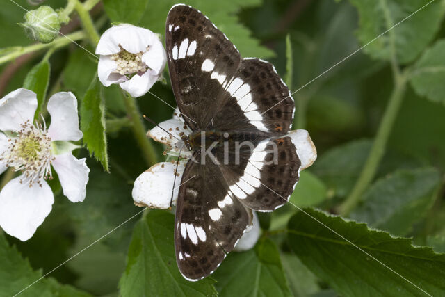 White Admiral (Limenitis camilla)