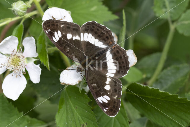 Kleine IJsvogelvlinder (Limenitis camilla)