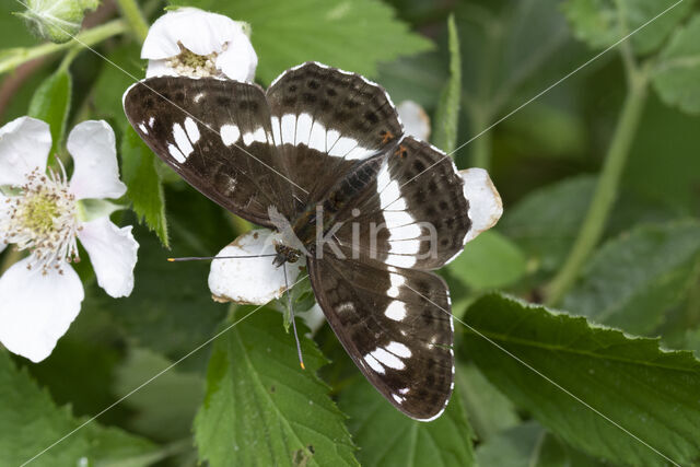 Kleine IJsvogelvlinder (Limenitis camilla)