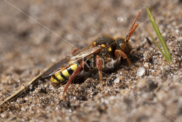 Roodharige wespbij (Nomada lathburiana)