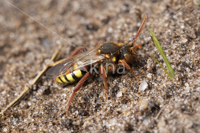 Roodharige wespbij (Nomada lathburiana)