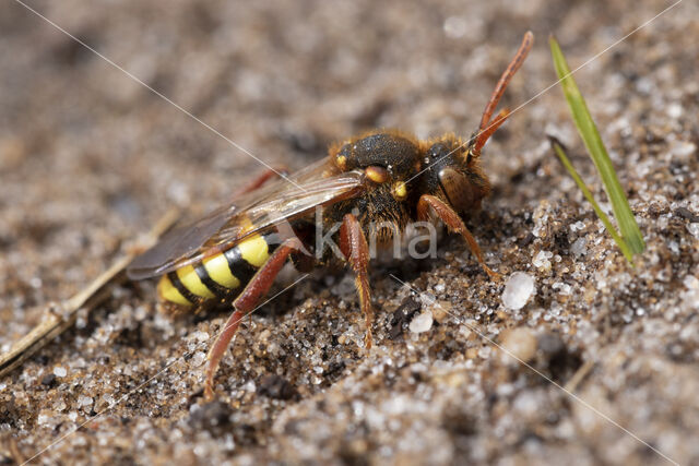 Roodharige wespbij (Nomada lathburiana)