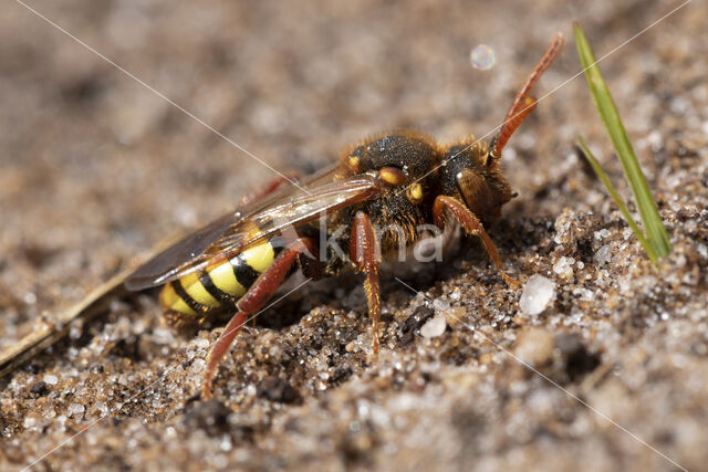 Roodharige wespbij (Nomada lathburiana)