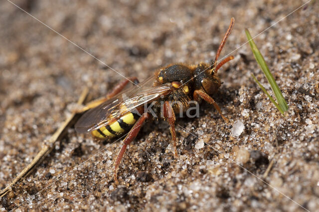 Roodharige wespbij (Nomada lathburiana)